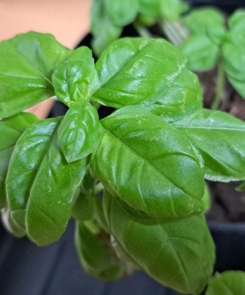 Zdraviji i aromatičniji bosiljak uz samo jedan jednostavan dodatak