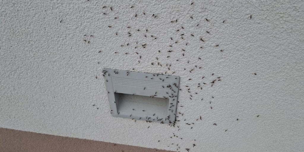 Mrave na kući