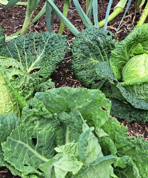 Kako spremiti kelj za zimu i sačuvati njegov okus?