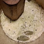 Kiseli kupus kod kuće