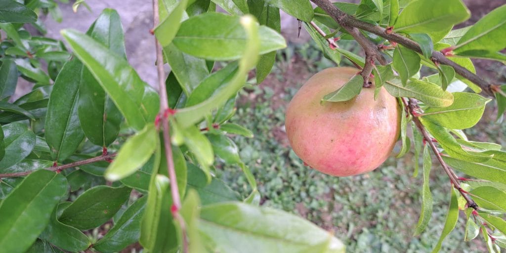 Nar, granatna jabuka