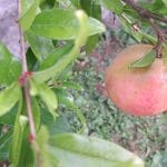 Nar, granatna jabuka