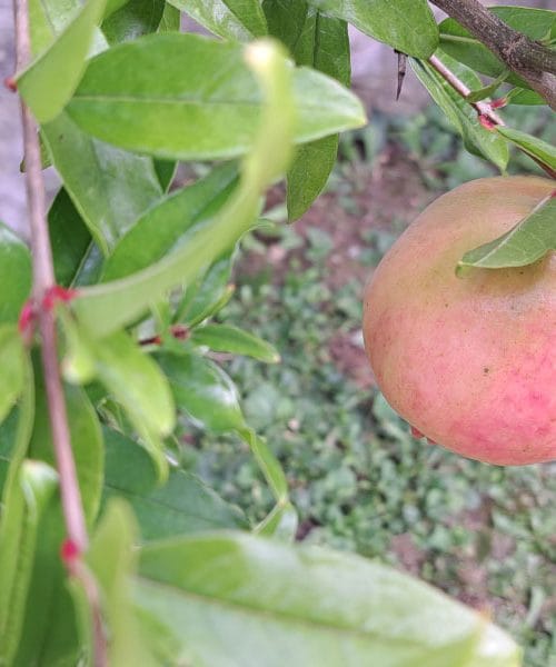 Nar – ovo je trenutak kada doseže svoju punu zrelost