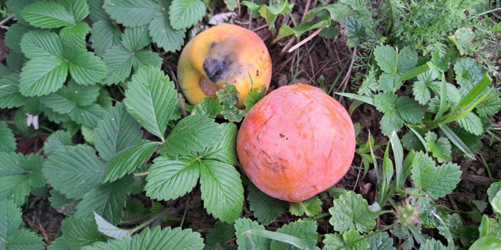 Odpadli plodovi kakija