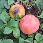 Odpadli plodovi kakija