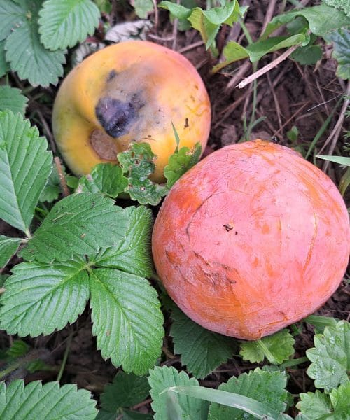 Od prezrelih kaki plodova možete napraviti ukusan liker