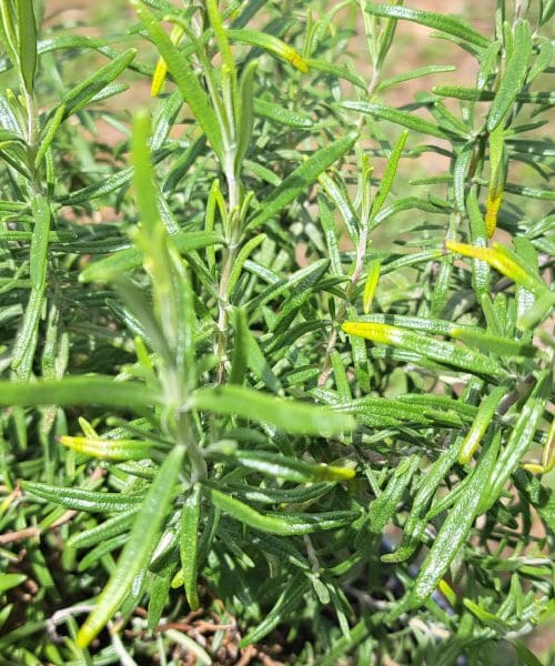 Kuhanje ružmarina kod kuće – jednostavan trik koji može promijeniti vaše raspoloženje