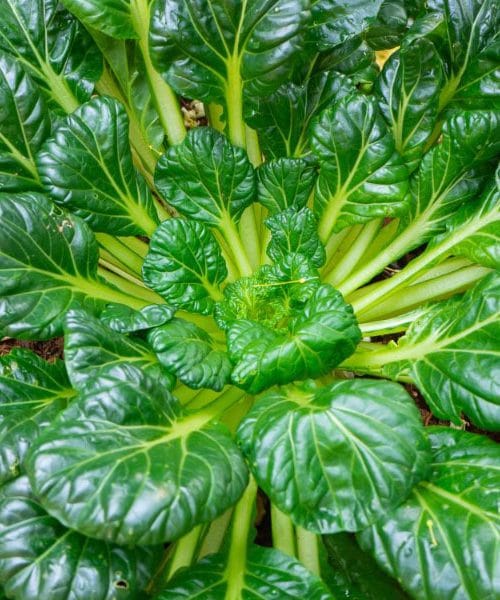 Brzo rastuća alternativa salati koja zaslužuje mjesto u vrtu