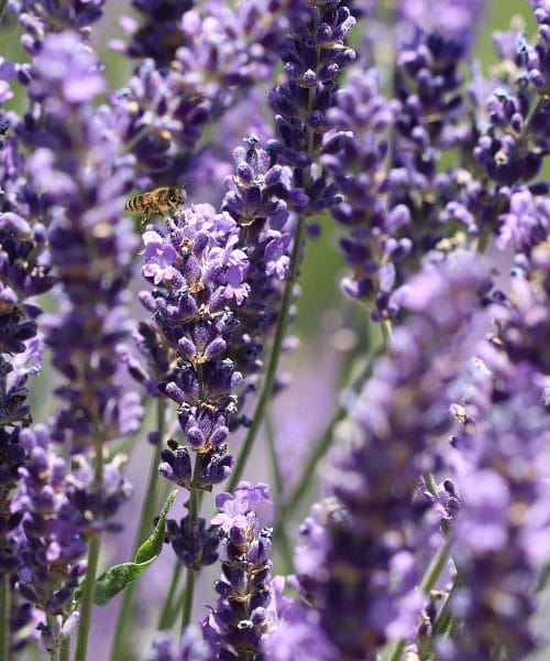 Savjet za rezidbu lavande koji joj pomaže da preživi dugu zimu