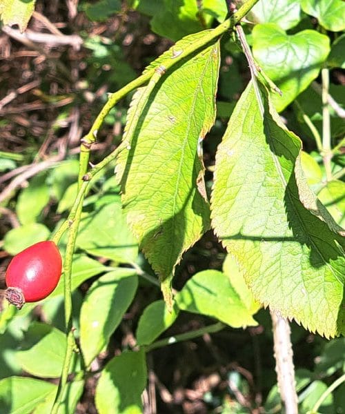 Šipak iz šume i njegova primjena kod kuće