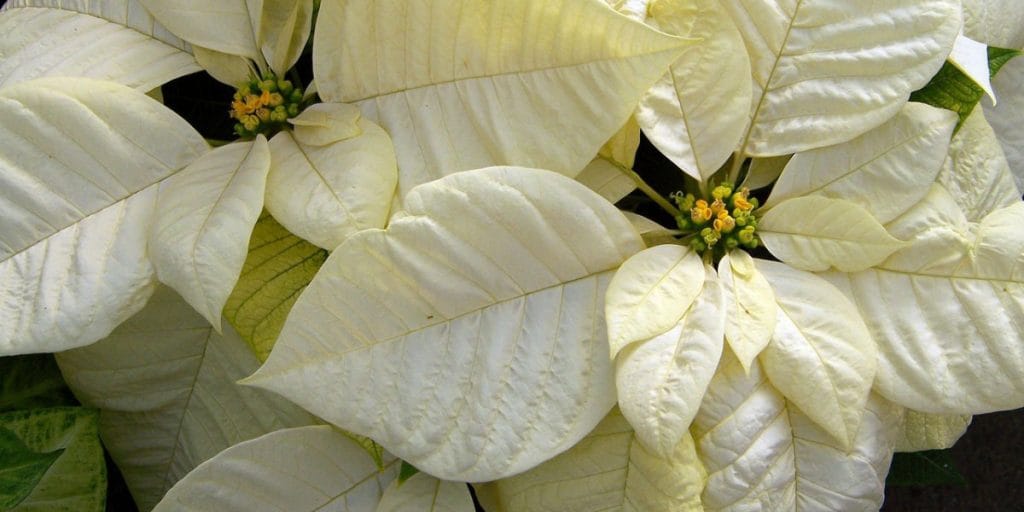 Bijela božićna zvijezda