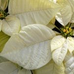 Bijela božićna zvijezda