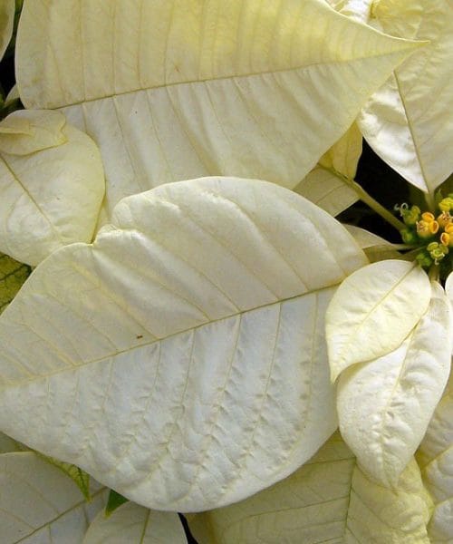 Bijela ili crvena božićna zvijezda? Simbolika koja otkriva mnogo više nego što mislite