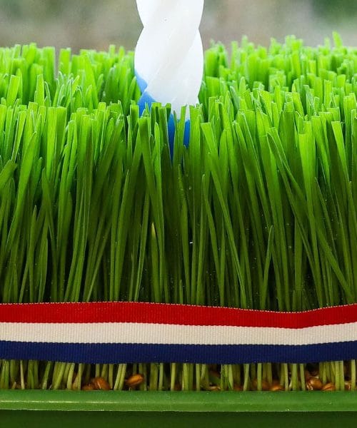 Božićna pšenica: kada se sije, što simbolizira i koje običaje Hrvati još čuvaju