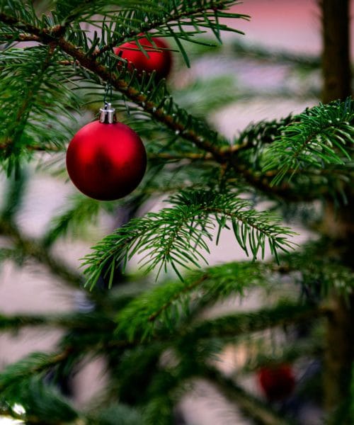 Čime poprskati jelku da iglice izdrže do siječnja