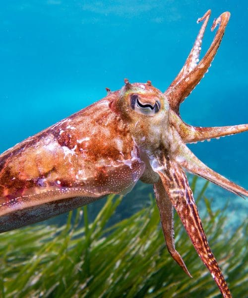 Crnilo od sipe – tajna iz mora koja se koristi i na tanjuru i izvan njega