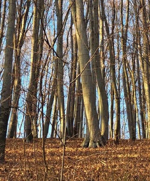 Zašto je povlačenje u šumu i šetnja kroz šumu u prosincu dobra ideja