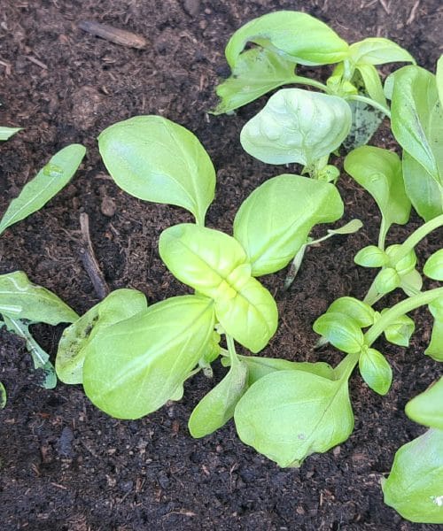 Ova biljka u vrtu ima zanimljiv učinak koji mnogi ne poznaju