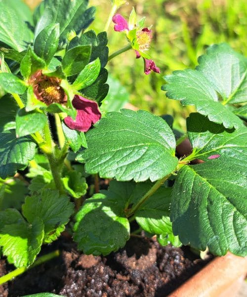 Mnogi sada rade ovu grešku s jagodama – a polako počinje njihova sezona