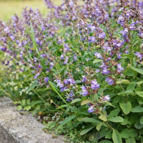 Ova biljka u vrtu tjera puževe bez kemije