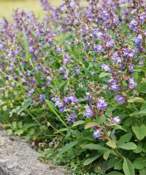 Ova biljka u vrtu tjera puževe bez kemije