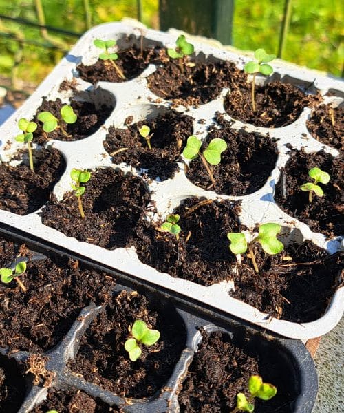 Radovi u vrtu u drugoj polovici ožujka: Što možete posijati već sada