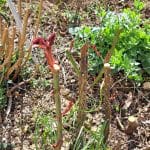 Kako pravilno obrezati ruže u proljeće: jednostavan vodič za zdrav i bogat cvat