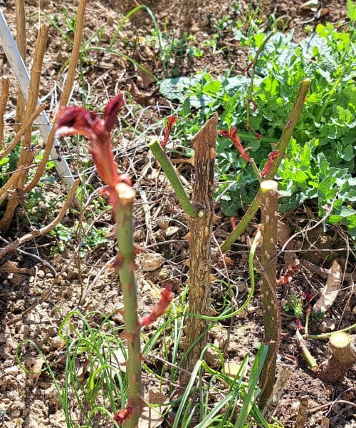 Kako pravilno obrezati ruže u proljeće: jednostavan vodič za zdrav i bogat cvat