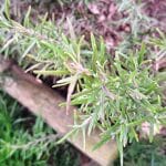 Ružmarin