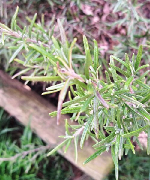 Kako potaknuti ružmarin da lijepo cvjeta