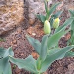 Biste li danas sadili tulipane? Ove tri pogreške više ne bismo ponovili