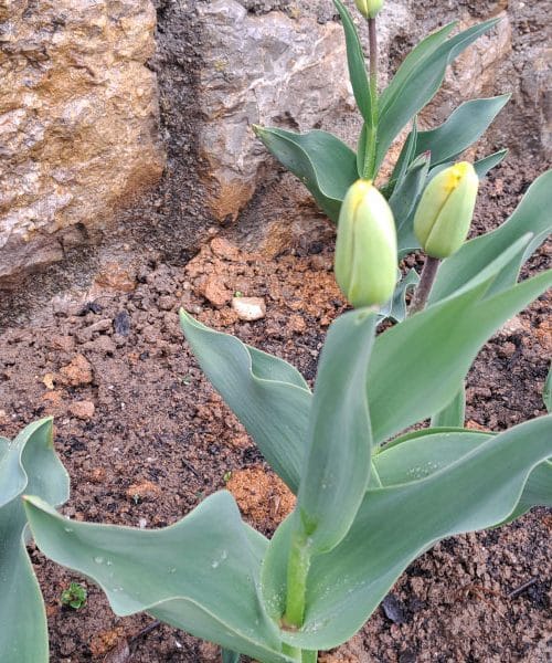 Biste li danas sadili tulipane? Ove tri pogreške više ne bismo ponovili