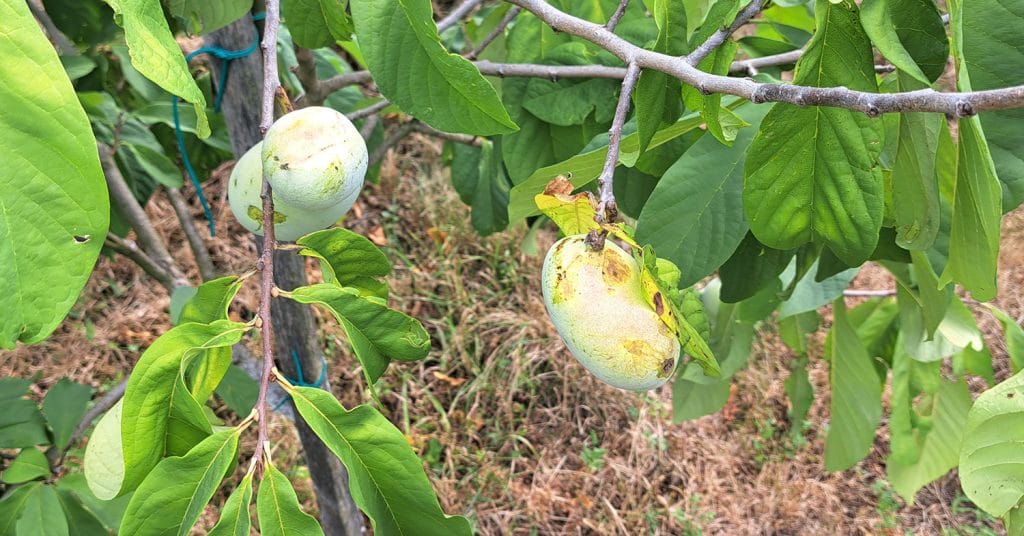 Asimina triloba