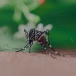 Virus Zapadnog Nila u Zagrebu: U utorak kreću hitne mjere, zatvorite prozore