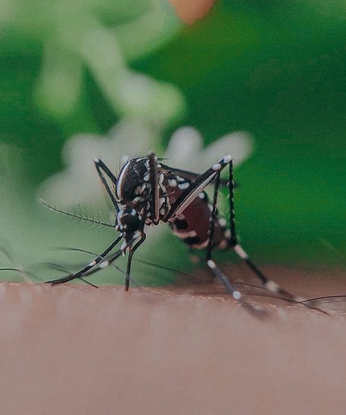 Virus Zapadnog Nila u Zagrebu: U utorak kreću hitne mjere, zatvorite prozore