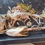 Kamo s ribljim kostima? More nije kanta, a ni smeđi spremnik nije uvijek pravi izbor