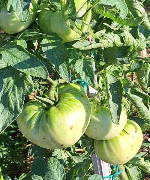 Rajčice su još zelene? Sačuvajte ih prije prvog mraza